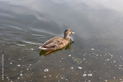 Obraz na płótnie A single duck swimming in calm clear waters. w salonie