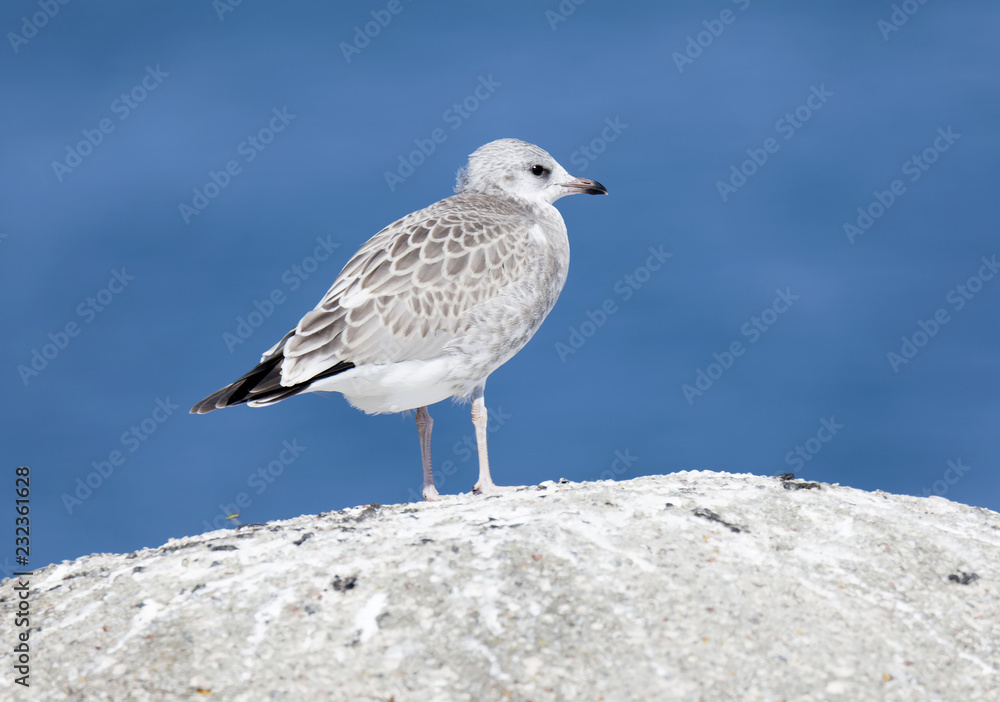 Profile of a young Seagull bird (latin: Laridae) on a cliff, blue sky in the background Profile of a young Seagull bird (latin: Laridae) on a cliff, blue sky in the background