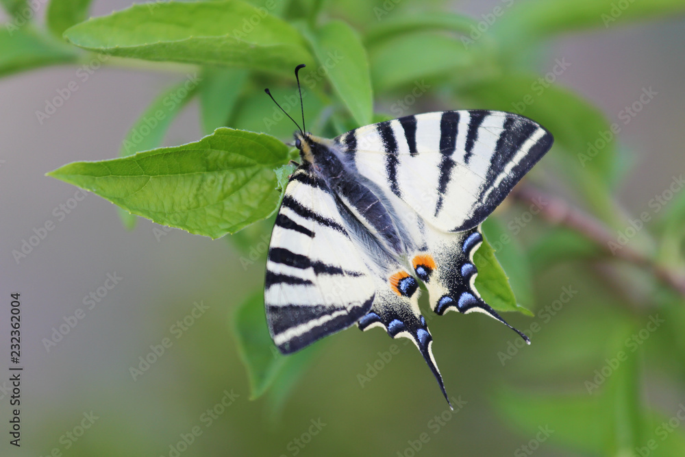 Scarce swallowtail butterfly on green leaf Scarce swallowtail butterfly on green leaf