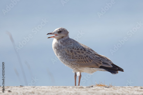 Profile of a Seagull bird (latin: Laridae) on a cliff, blue sky in the background