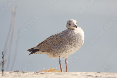 Closeup of a Seagull bird (latin: Laridae) on a cliff, blue sky in the background photo