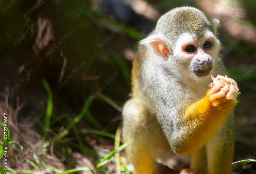 Squirrel Monkey Eating Squirrel Monkey Eating