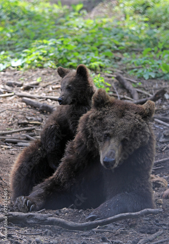 Bear mother and cub  wildlife tenderness