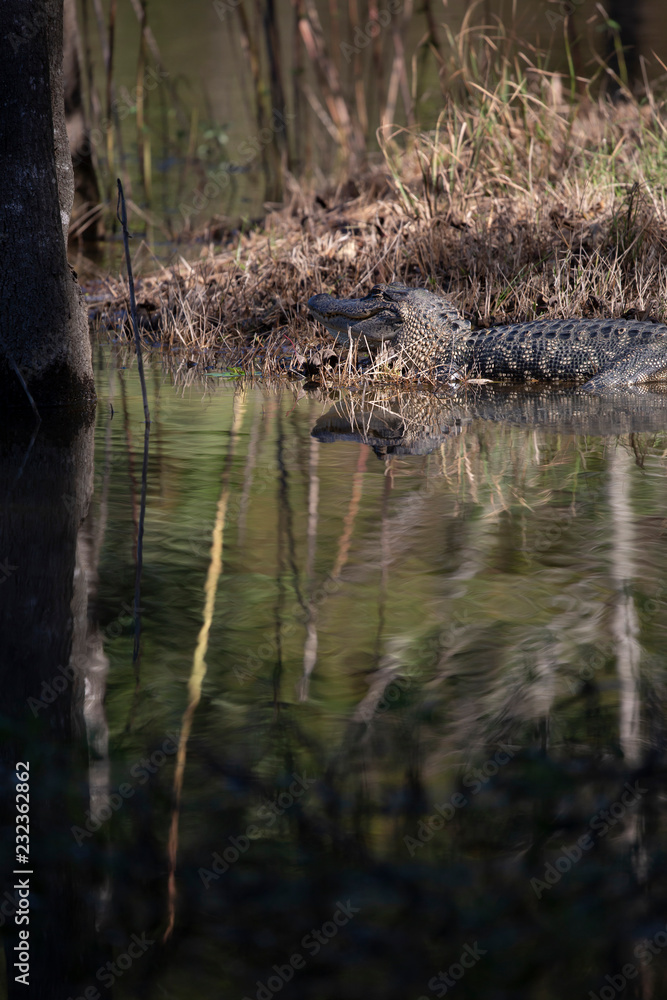 Fototapeta premium King of the Swamp