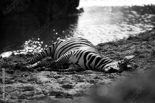 Lazy zebra