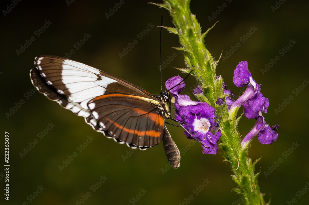 Obraz premium Cydno longwing butterfly in The Arenal Rainforest, Costa Rica