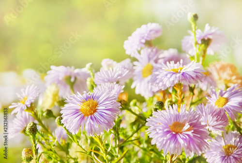 autumn flowers purple  chrysanthemums blurred background