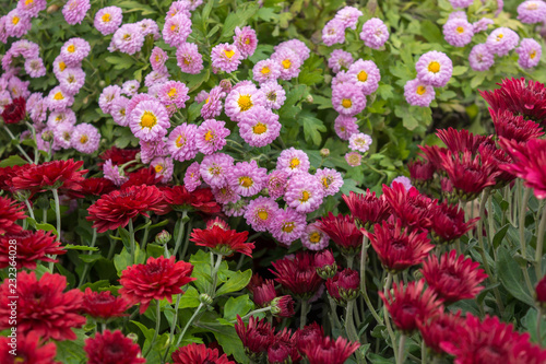 Chrysanthemums