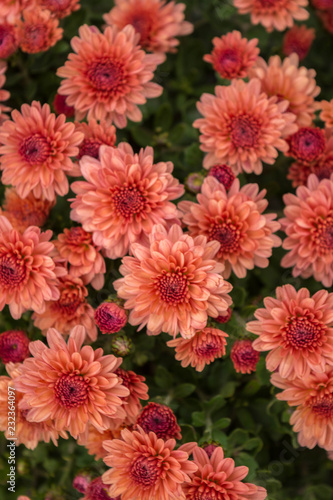 Chrysanthemums