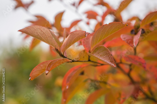 Closeup of Autumn leaves in garden © zmkstudio