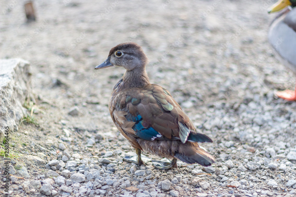 Close up of a juvenile duck with blue wing tips and beak from the side rear. Grenadier Pond, High Park, Toronto Ontario, Canada