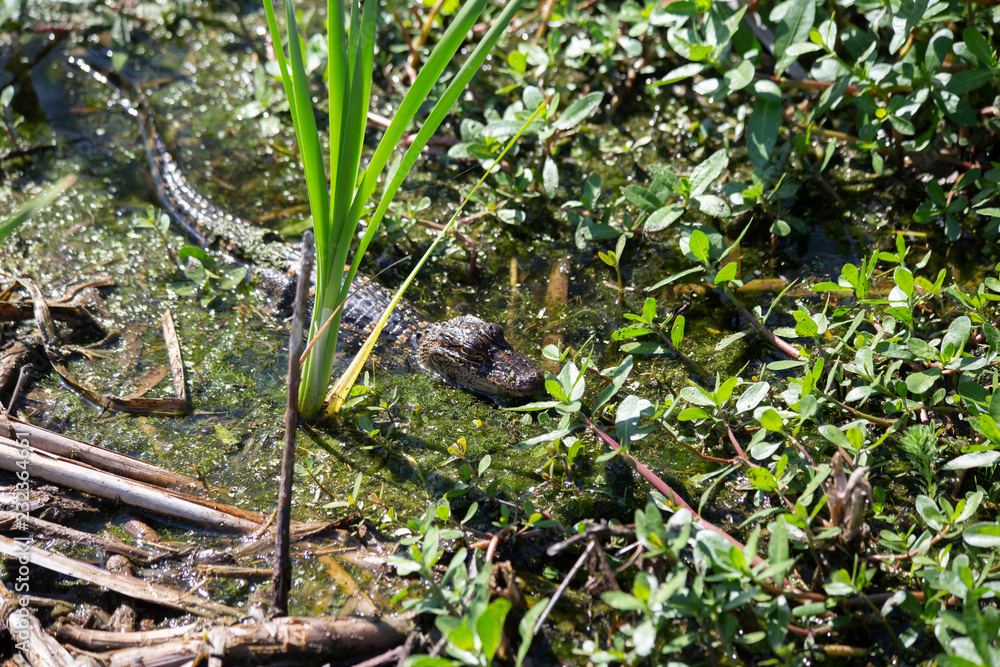 Obraz premium Baby Alligator