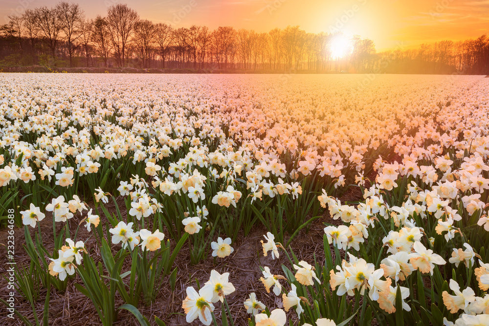 Colorful blooming flower field with white Narcissus or daffodil during sunset.