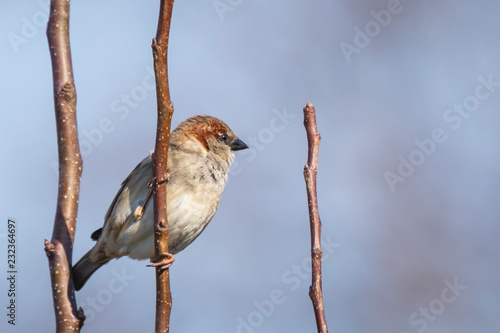 Closeup of a male House Sparrow bird (passer domesticus) foraging in a hedge