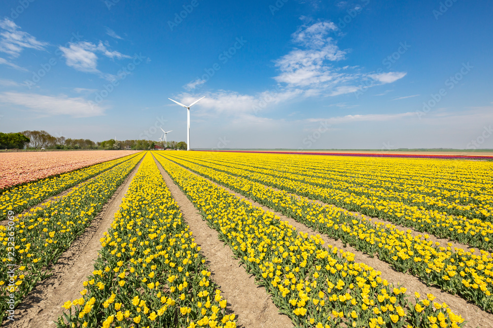 Colorful yellow Dutch tulips in a flower field and a windmill in Holland