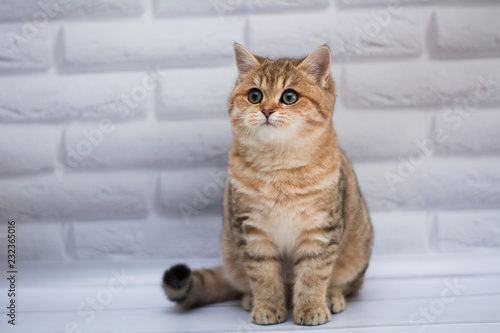 Wallpaper Mural kitten cat Scottish straight, loose fluffy, animal munchkin Torontodigital.ca