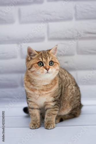 kitten cat Scottish straight, loose fluffy, animal munchkin © Дария
