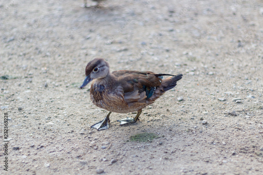 Close up of a juvenile duck with blue wing tips and beak from the side. Grenadier Pond, High Park, Toronto Ontario, Canada