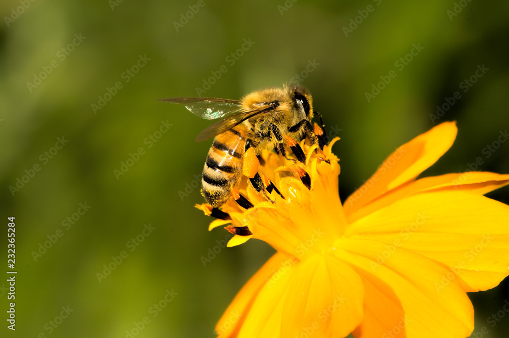 Honey bee sucking nectar from a flower Honey bee sucking nectar from a flower