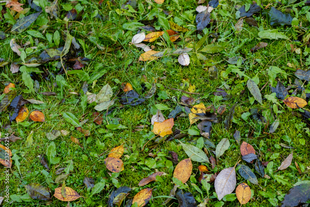 Close-up view of colorfull maple leaves on green grass Close-up view of colorfull maple leaves on green grass