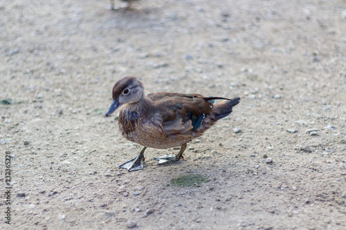 Obraz na płótnie Close up of a juvenile duck with blue wing tips and beak from the side. Grenadier Pond, High Park, Toronto Ontario, Canada w salonie