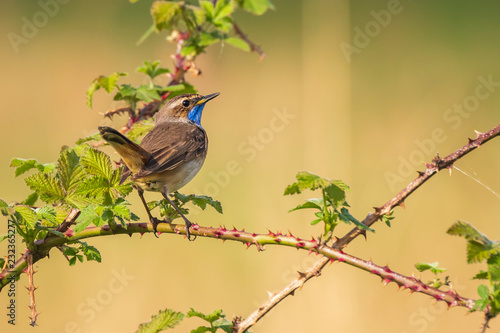 Closeup of a blue-throat bird Luscinia svecica cyanecula sining photo