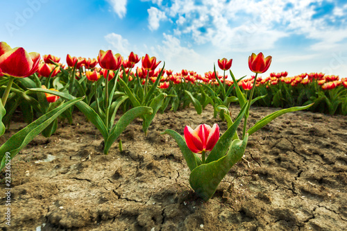 Dutch red and white tulips struggle due to drought due to global warming and climate change