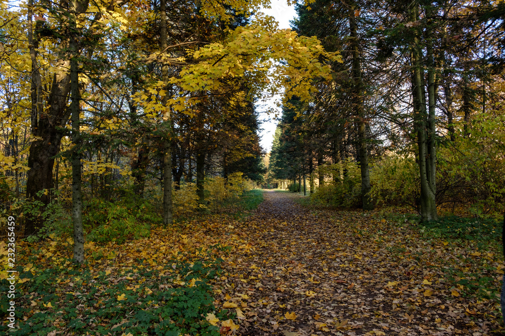 Footpath with fallen leaves through the park in Autumn Footpath with fallen leaves through the park in Autumn