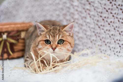 Fototapeta Naklejka Na Ścianę i Meble -  kitten cat Scottish straight, loose fluffy, animal munchkin