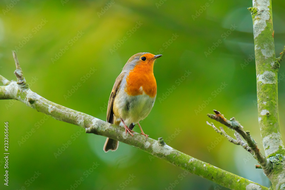 European robin bird (Erithacus rubecula) singing