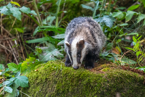 Badger in forest, animal in nature habitat, Germany, Europe. Wild Badger, Meles meles, animal in the wood. Mammal in environment, rainy day. © vaclav