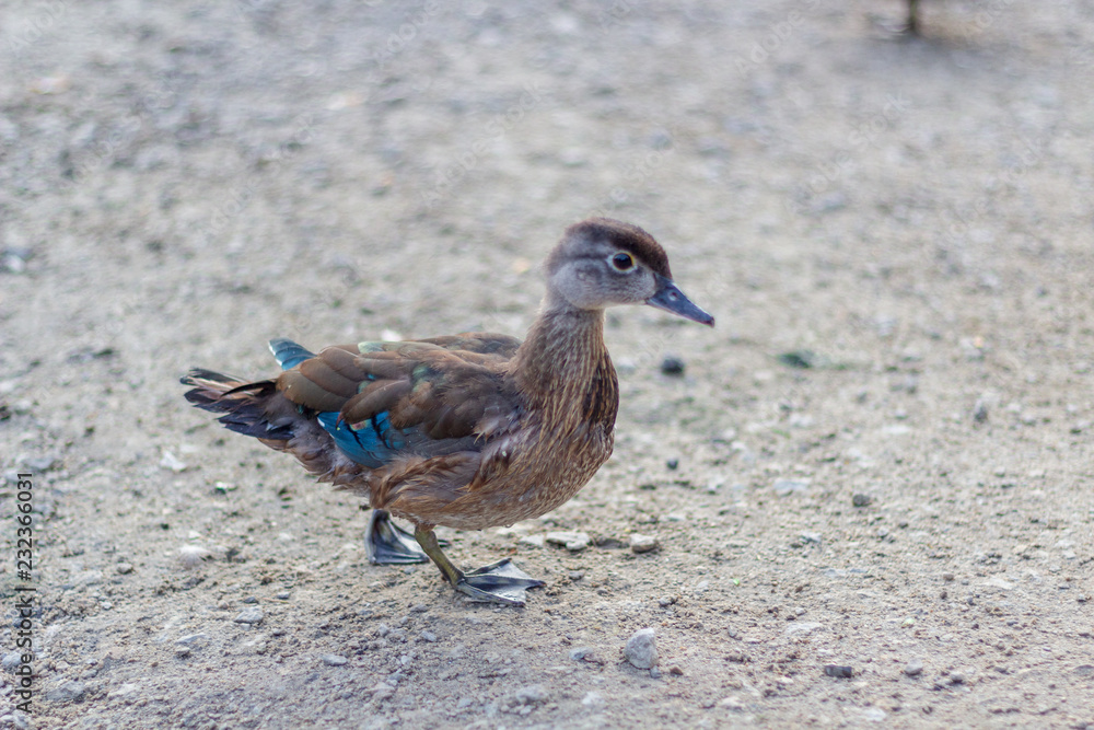 Close up of ducks on the shores of Grenadier Pond, High Park, Toronto Ontario, Canada