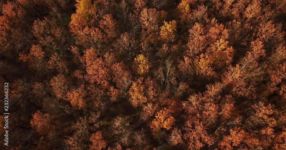 Top down view to autumn forest aerial shot Top down view to autumn forest aerial shot