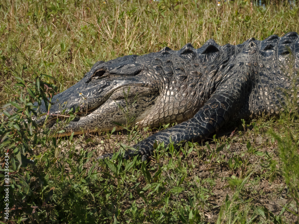 Lake Apopka Wildlife Drive Lake Apopka Wildlife Drive