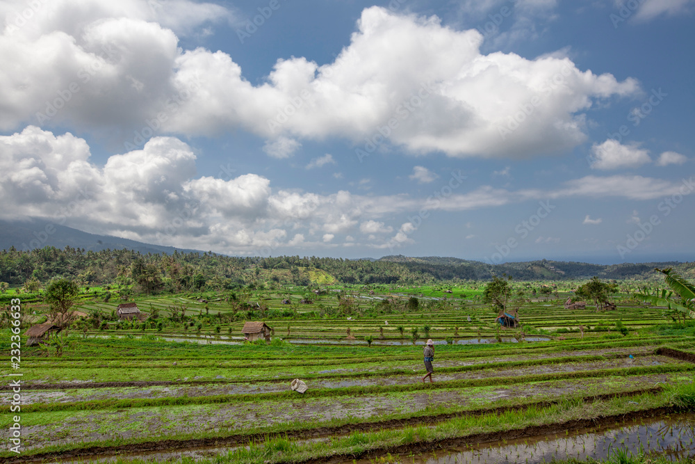 An unidentified farmer checks his growing paddy plants on the terraced rice fields in Bali, Indonesia