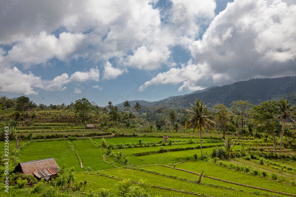 Bali Rice Terraces. The beautiful and dramatic rice fields of Jatiluwih in southeast Bali