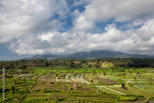 Bali, Indonesia. Ricefields, coconut trees and huts at background