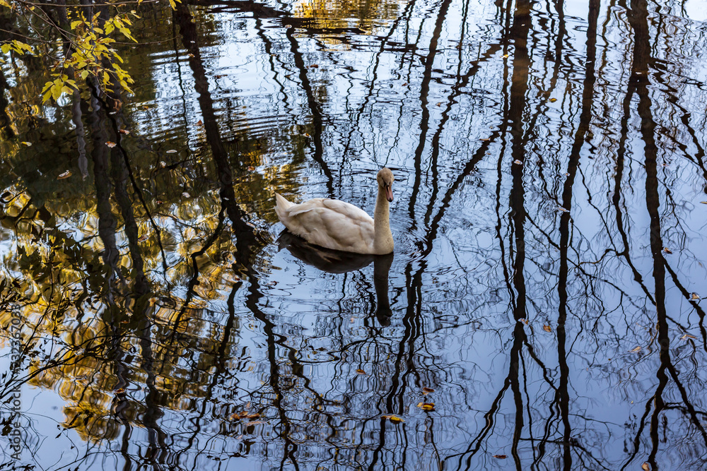 A white swan swimming in a calm pond in a wooded area in late autumn.