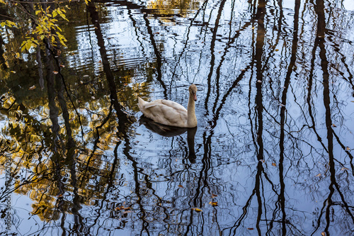Obraz na płótnie A white swan swimming in a calm pond in a wooded area in late autumn. w salonie
