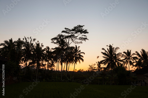 Palm tree plantation illuminated by gorgeous orange setting sun. Coconut trees and stunning orange sunset creating a calming evening scenery