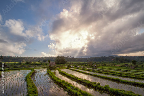 Rice fields in a valley at morning light. Bali island