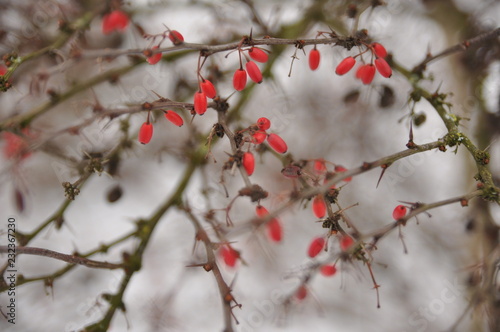 red berries in snow