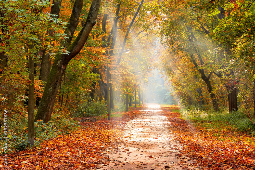 Naklejka premium Leuchtender Herbstwald