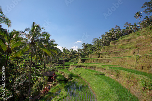 Aerial view of Tegalalang Rice Terrace in Ubud, Bali, Indonesia