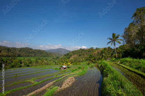 Wide green rice terraces at Bali