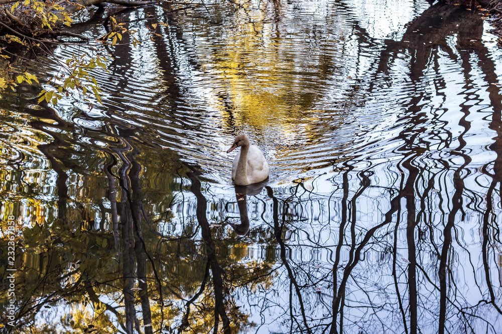 A white swan swimming in a calm pond in a wooded area in late autumn.