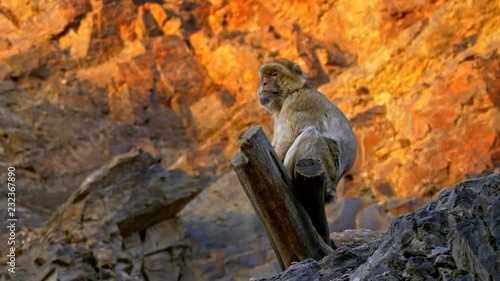 Barbary macaque 