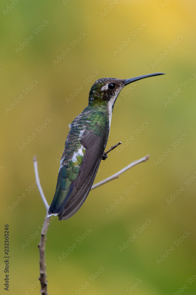 Fototapeta premium Hummingbird(Trochilidae)Flying gems ecuador