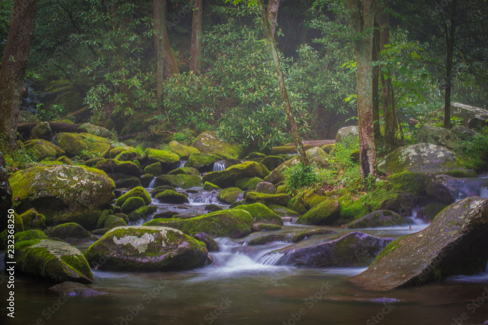 stream in the forest