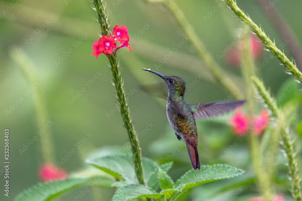 Fototapeta premium Hummingbird(Trochilidae)Flying gems ecuador